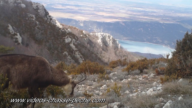 chamois